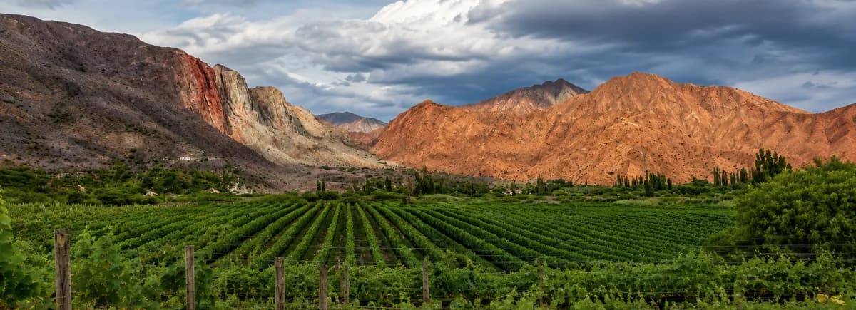 Die Weinberge von Huichaira mit Blick auf die Berge der Quebrada